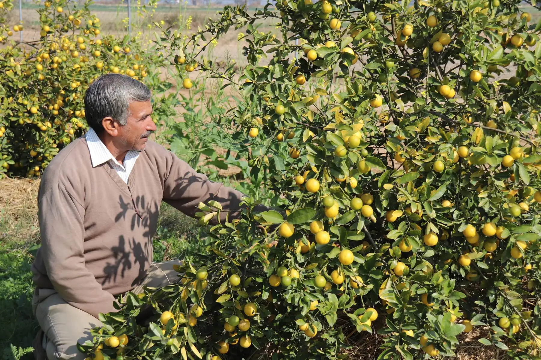 satvik natural farm lemons