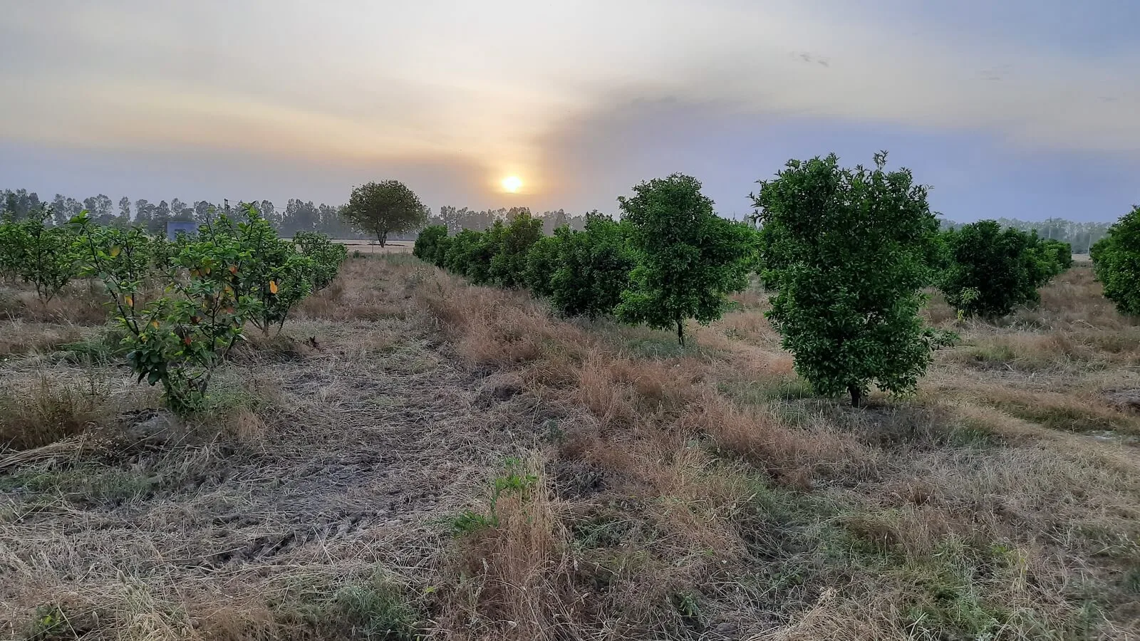 satvik natural farm orange kinnow