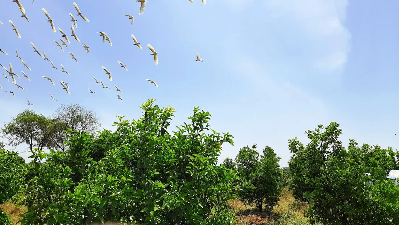 organic farm