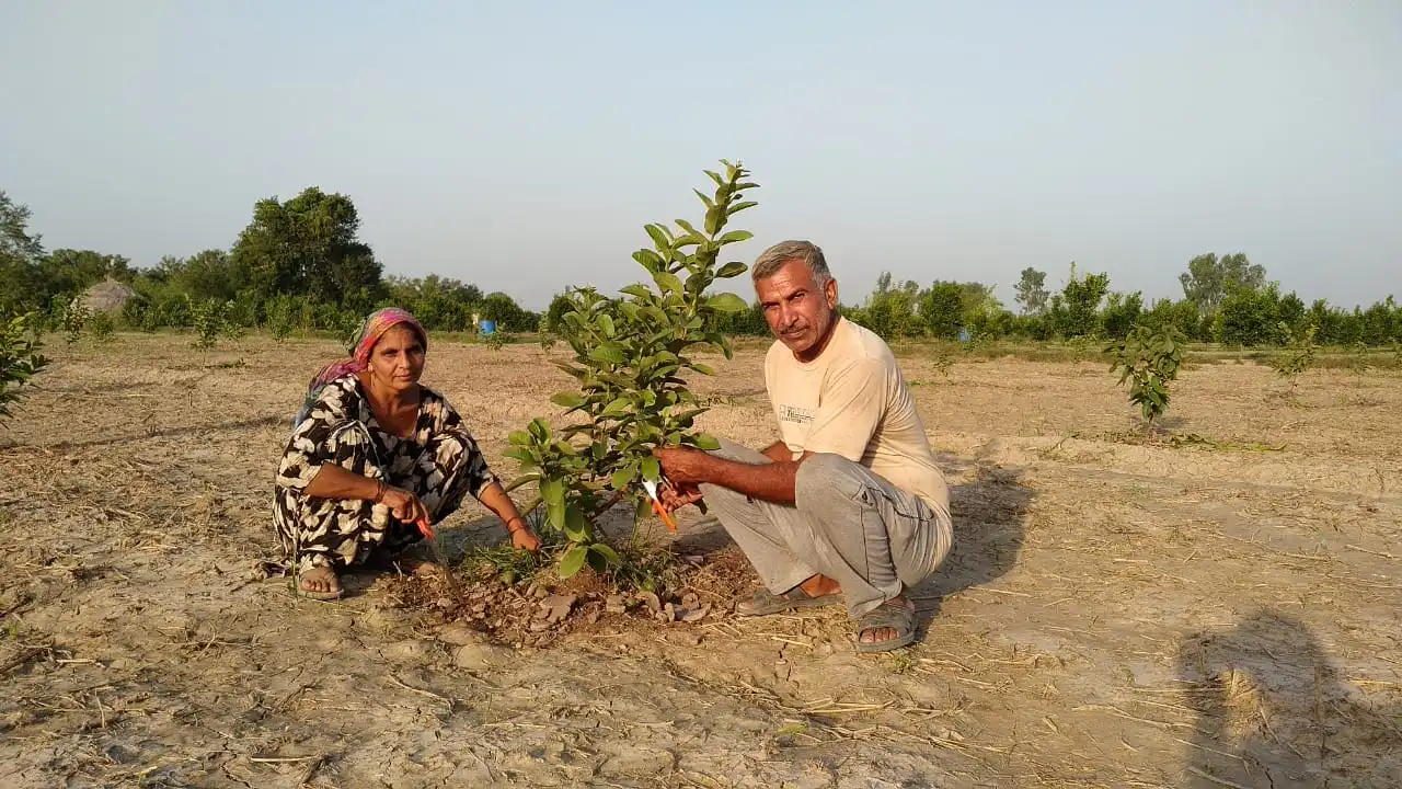 satvik natural farm orange trees